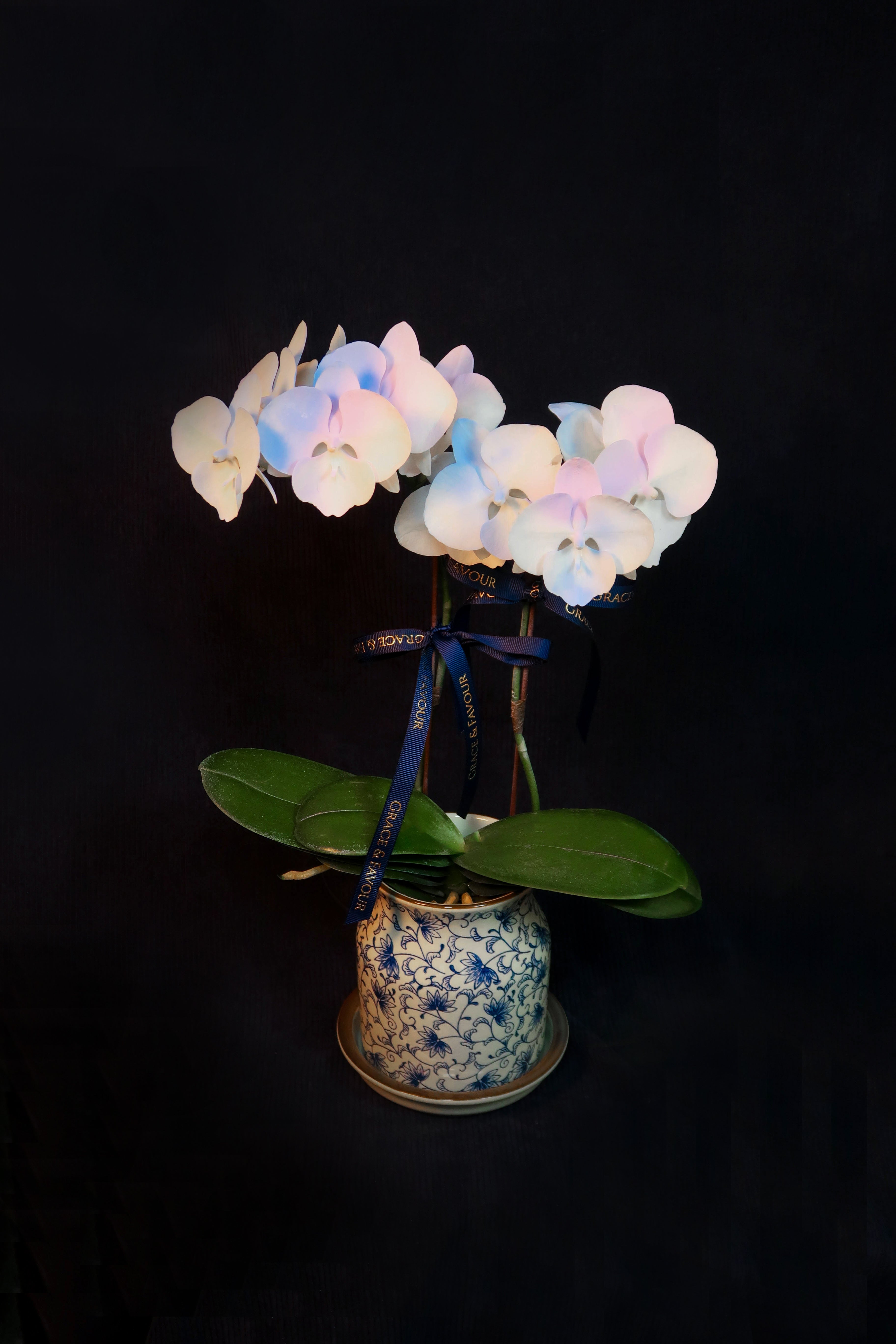 Mini Painted Unicorn Phalaenopsis Orchids - Single