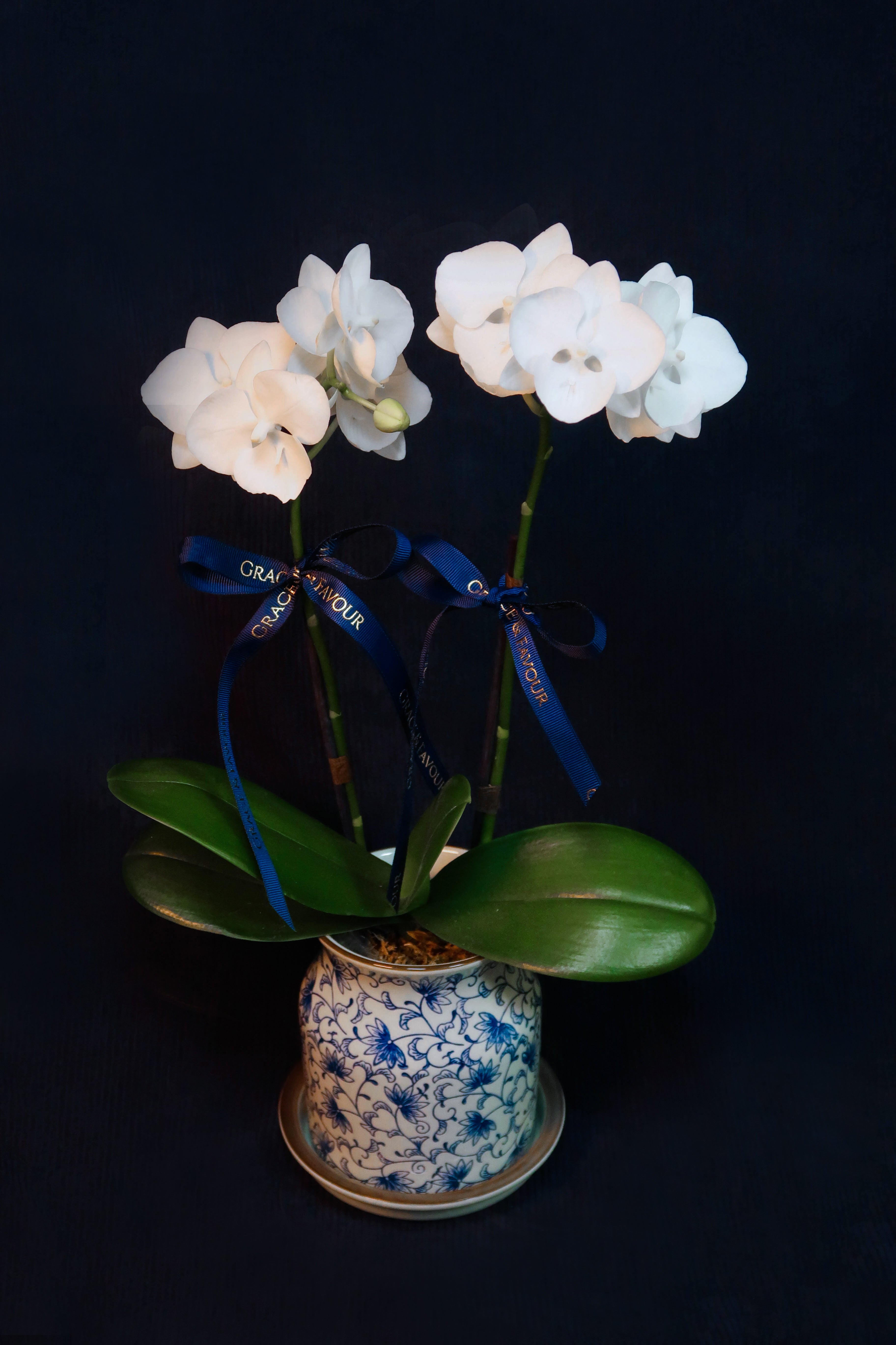 Mini Crystal White Phalaenopsis Orchids - Single