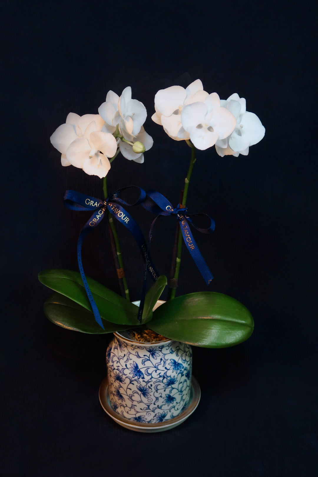 Mini Crystal White Phalaenopsis Orchids - Single