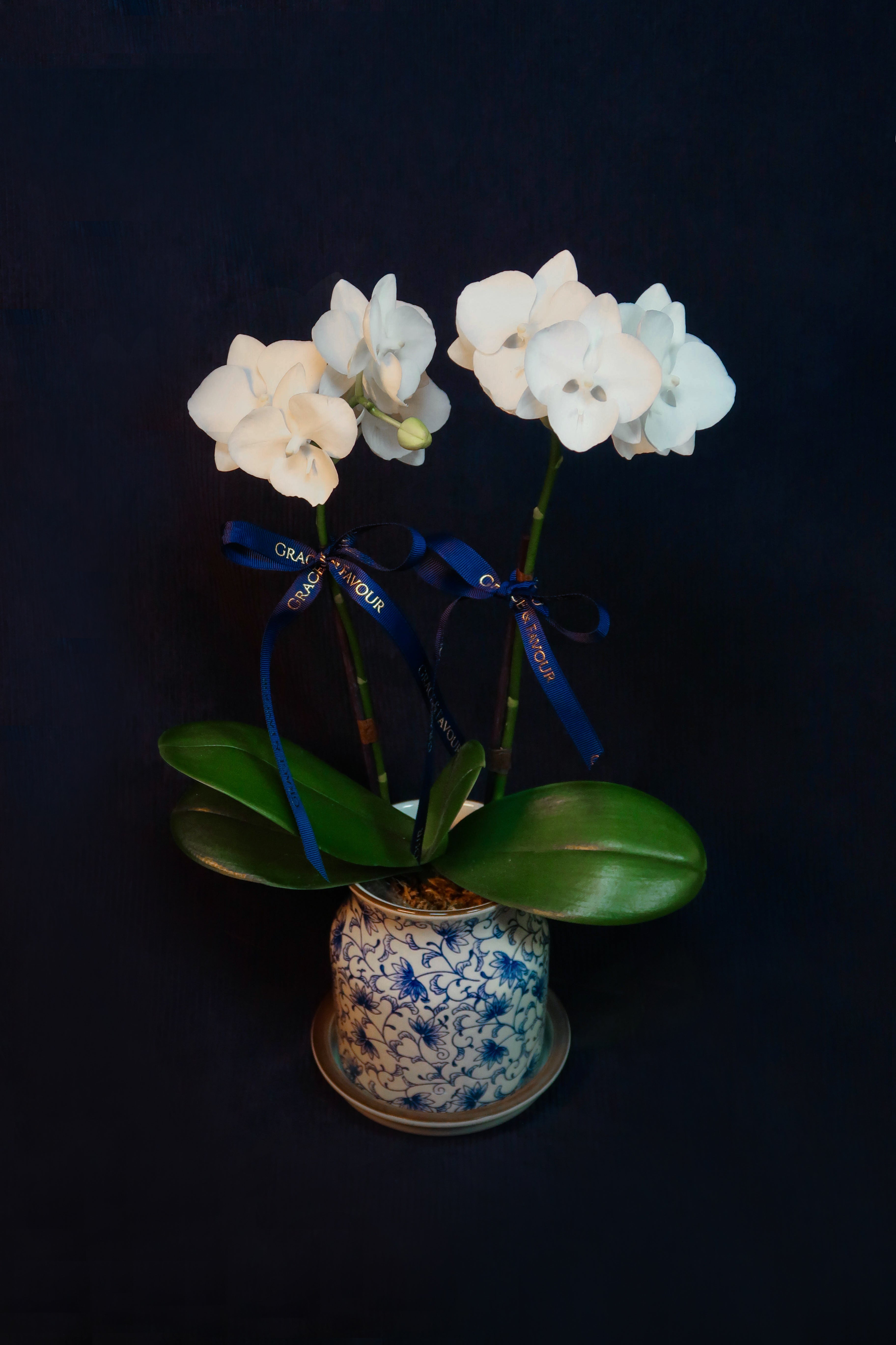 Mini Crystal White Phalaenopsis Orchids - Single