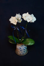 Load image into Gallery viewer, Mini Crystal White Phalaenopsis Orchids - Single
