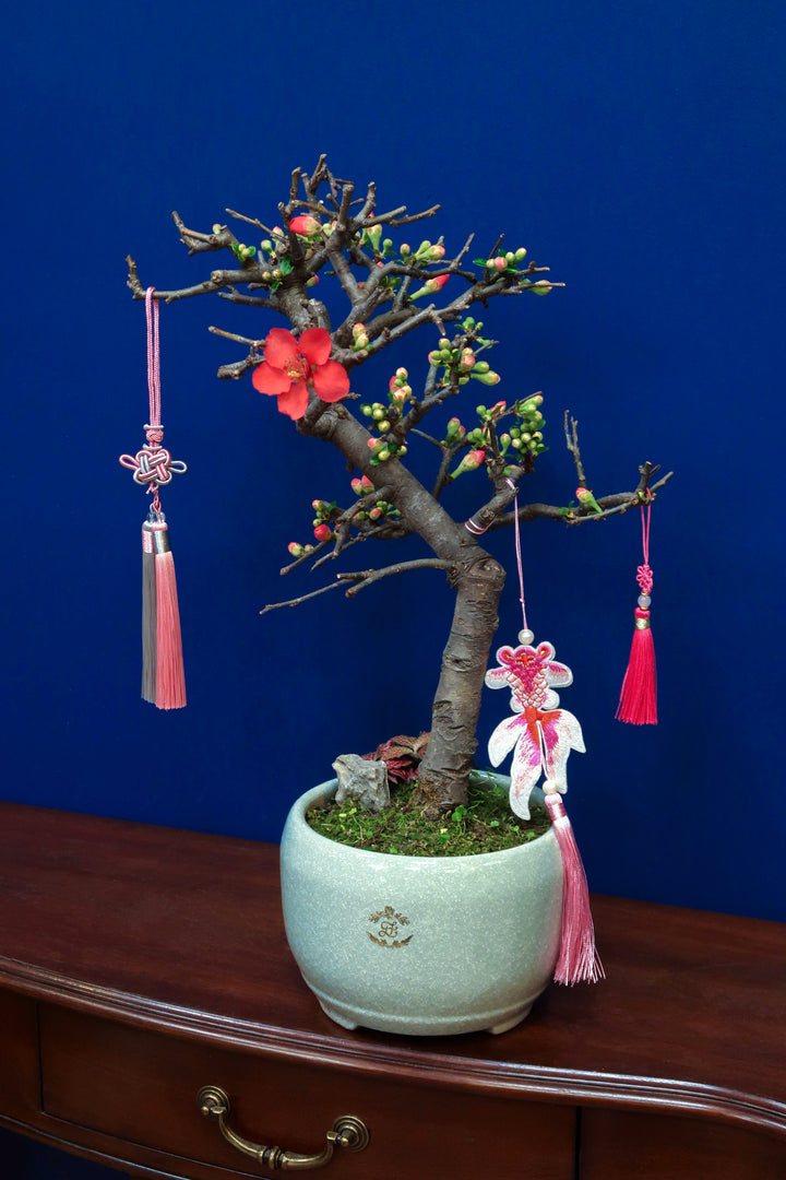 CNY2024 | Chaenomeles Cathayensis - Chinese Flowering Quince