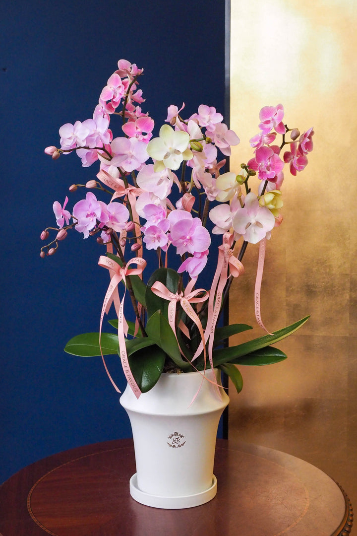 CNY 2026 | Pastel Posy · Phalaenopsis Orchids