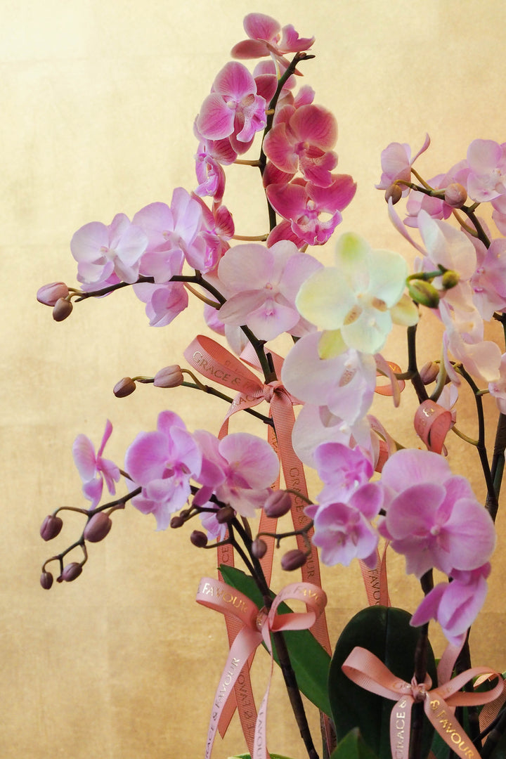 CNY 2026 | Pastel Posy · Phalaenopsis Orchids