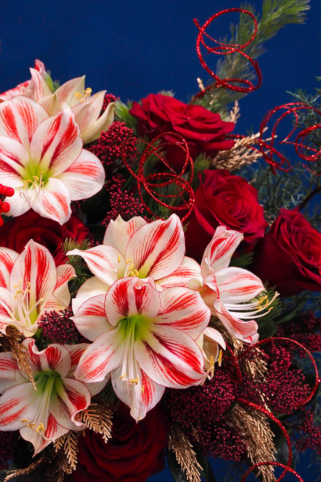 ❆ Christmas | Holly