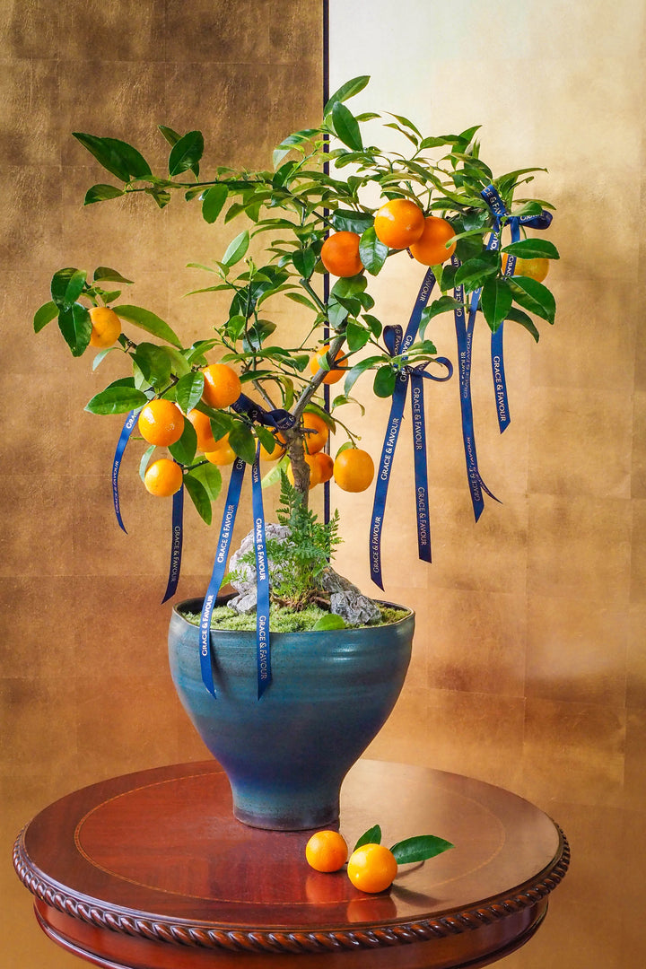 新春限定｜碩果累累