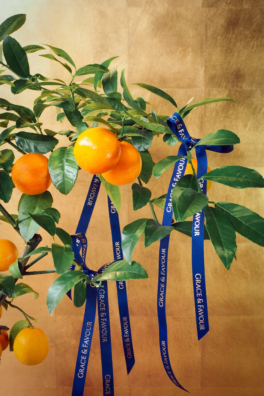 新春限定｜碩果累累