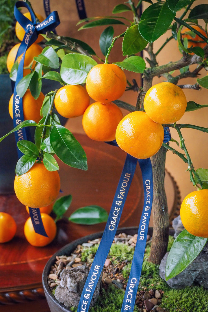 新春限定｜碩果累累