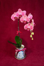 Load image into Gallery viewer, Sunset Phalaenopsis Orchids - Single
