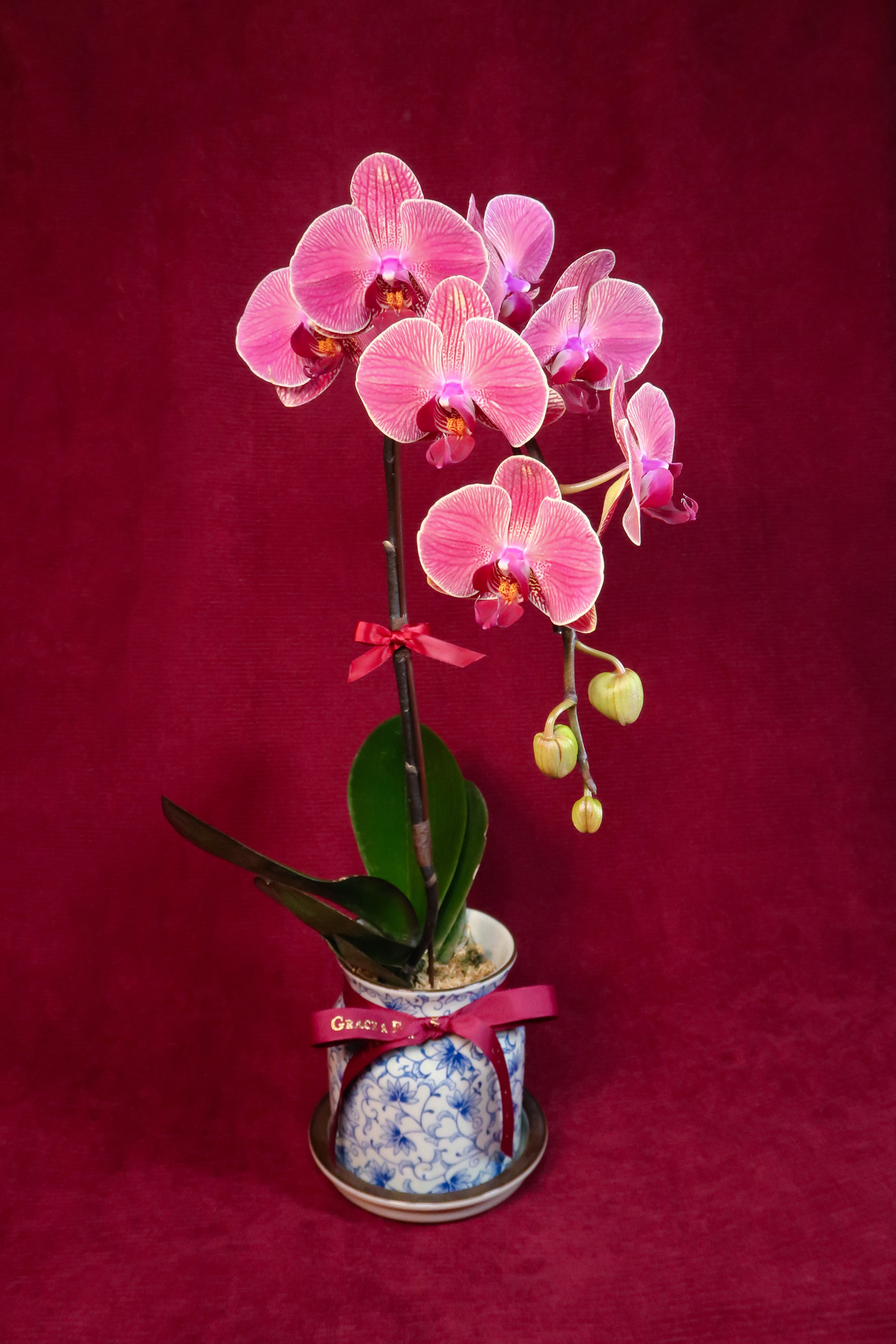 Sunset Phalaenopsis Orchids - Single