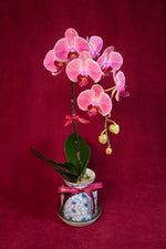 Load image into Gallery viewer, Sunset Phalaenopsis Orchids - Single
