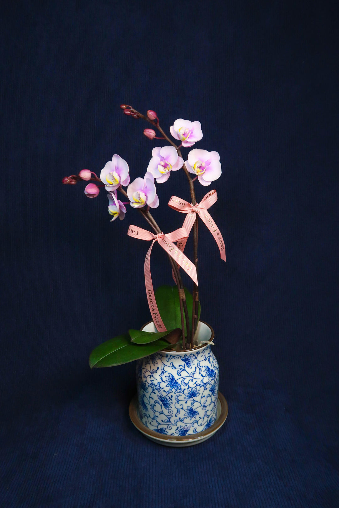 Mini Pastel Pink Phalaenopsis Orchids - Single
