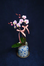 Load image into Gallery viewer, Mini Pastel Pink Phalaenopsis Orchids - Single
