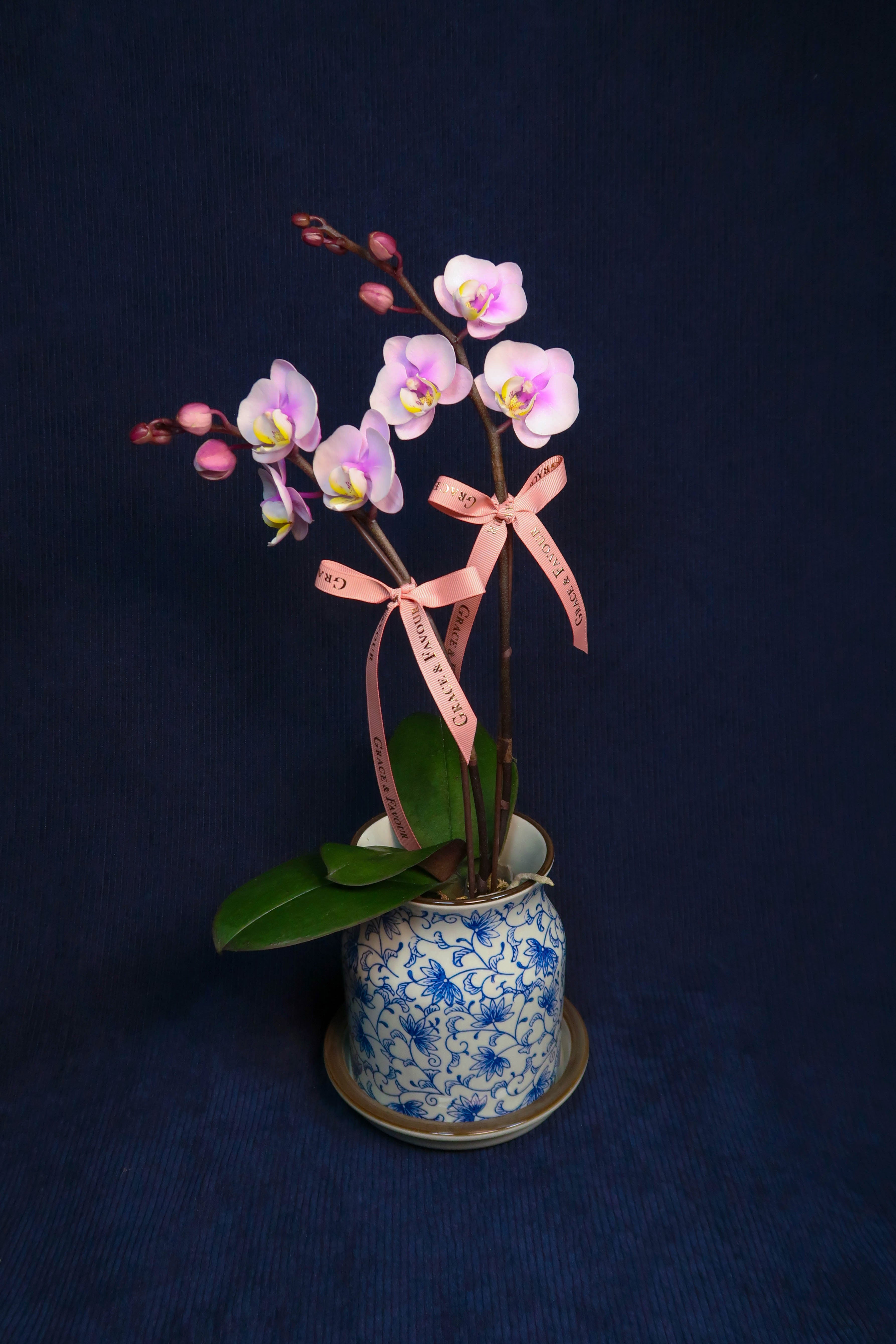 Mini Pastel Pink Phalaenopsis Orchids - Single