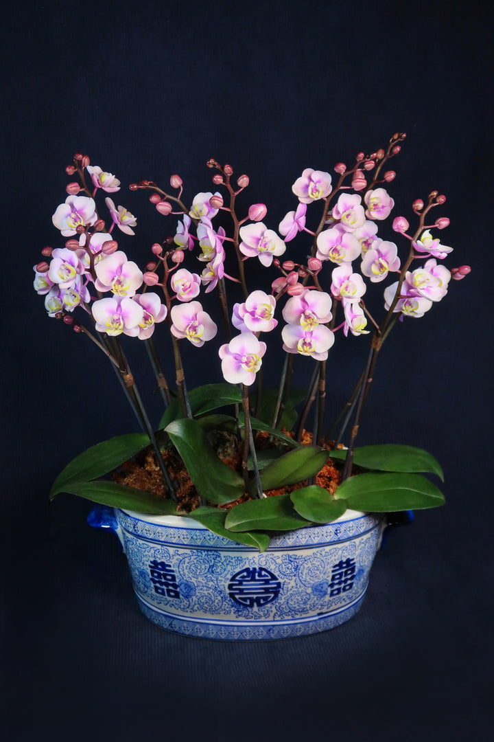 Mini Pastel Pink Phalaenopsis Orchids