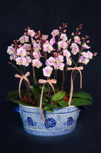 Mini Pastel Pink Phalaenopsis Orchids