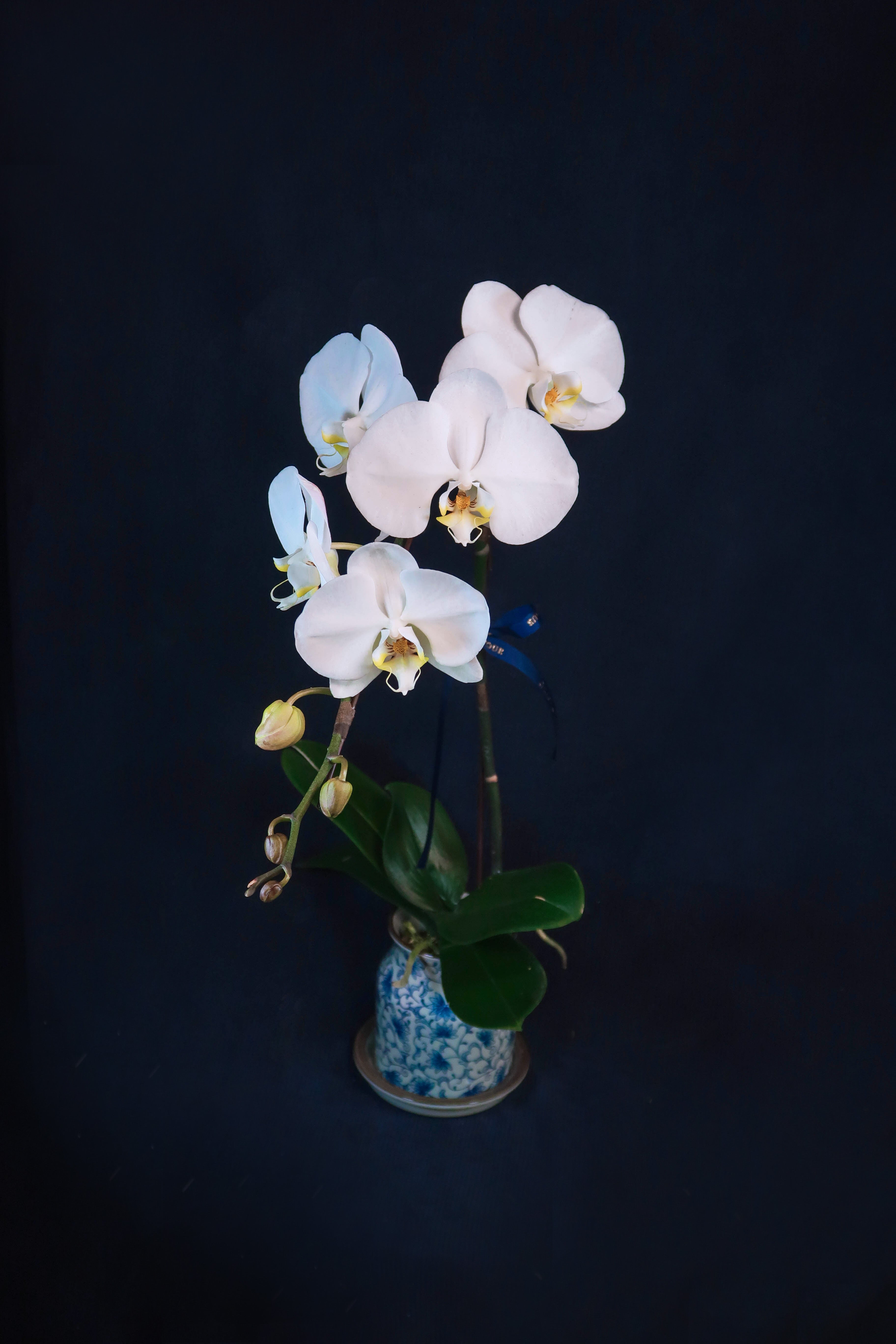 White Phalaenopsis Orchids - Single