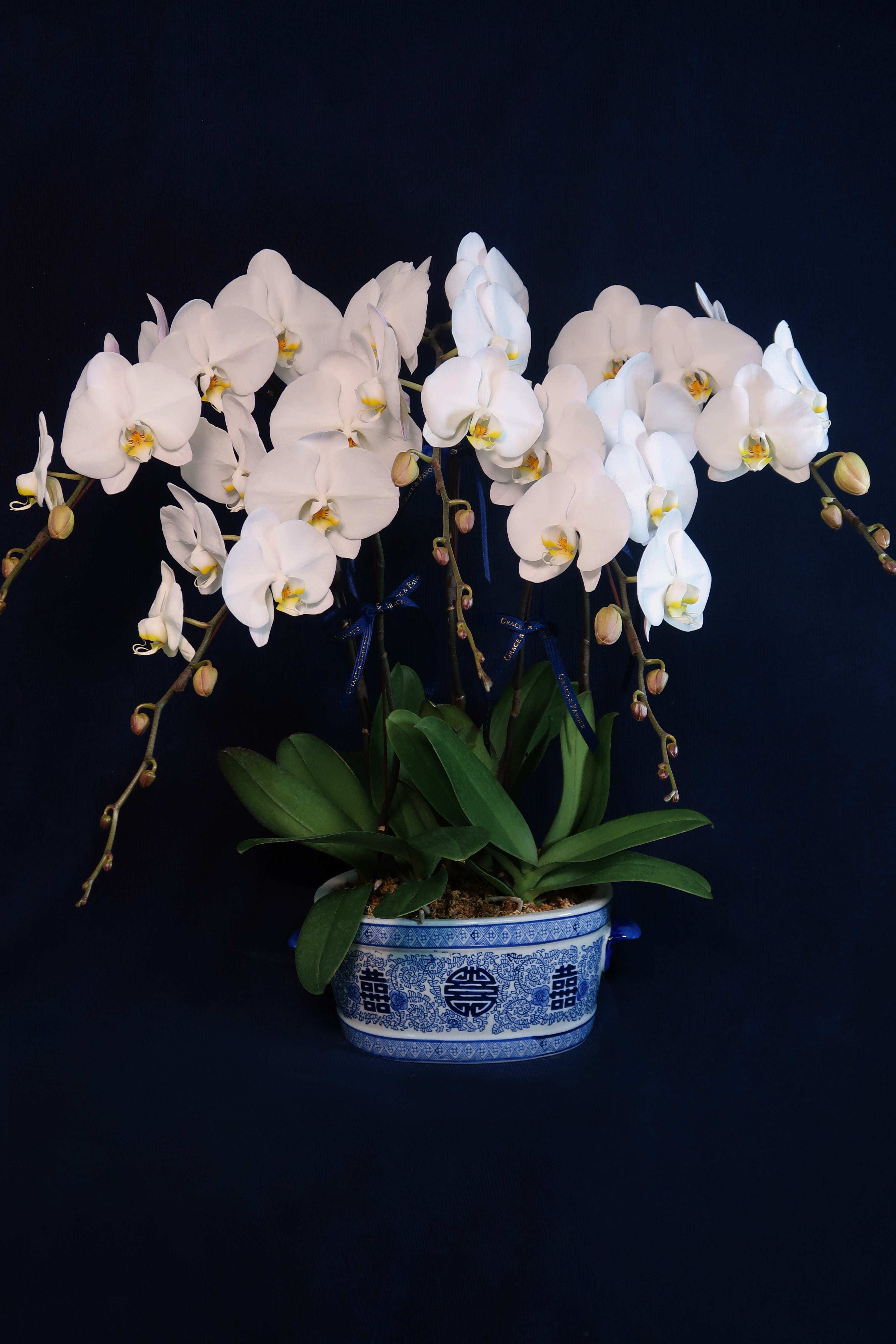 White Phalaenopsis Orchids - Penta